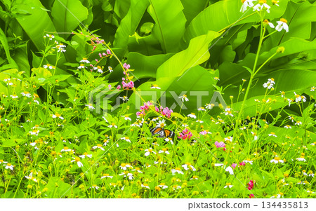 Orange black yellow butterfly butterflies insect on green plant Thailand. Orange black yellow butterfly butterflies insect on green plant Thailand. 134435813