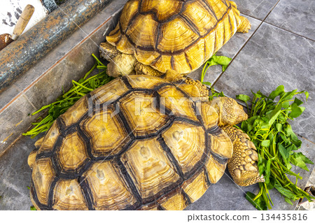 Large tortoises land turtles eat greens in Patong Phuket Thailand. 134435816