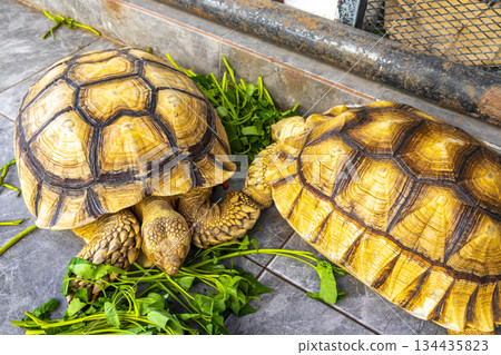 Large tortoises land turtles eat greens in Patong Phuket Thailand. Large tortoises land turtles eat greens in Patong Phuket Thailand. 134435823