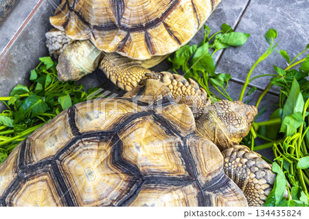 Large tortoises land turtles eat greens in Patong Phuket Thailand. Large tortoises land turtles eat greens in Patong Phuket Thailand. 134435824