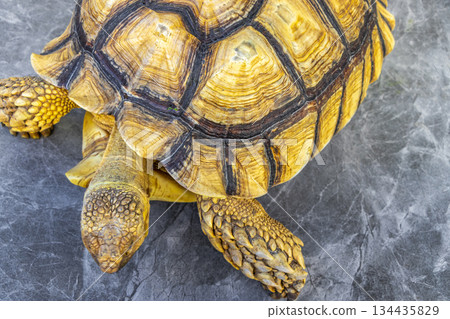 Large tortoise land turtle eat greens in Patong Phuket Thailand. Large tortoise land turtle eat greens in Patong Phuket Thailand. 134435829