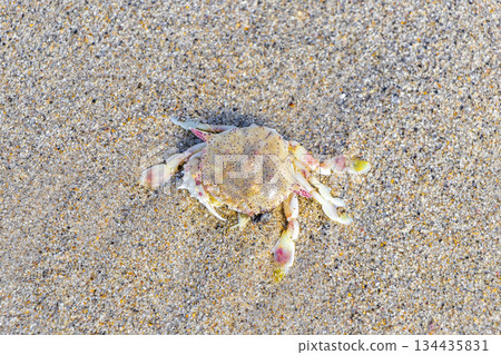 Stranded dead crab is eaten by flies on beach Thailand. 134435831