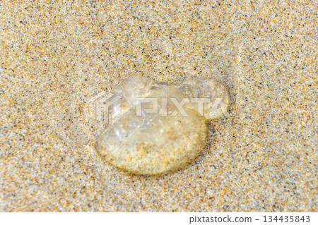 Stranded transparent jellyfish on beach sand in Patong Phuket Thailand. Stranded transparent jellyfish on beach sand in Patong Phuket Thailand. 134435843