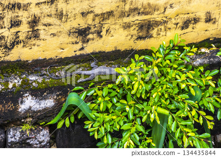 Large monitor lizard walks along a wall in Phuket Thailand. Large monitor lizard walks along a wall in Phuket Thailand. 134435844
