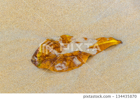 Leaf floating in the water and waves on the beach. Leaf floating in the water and waves on the beach. 134435870