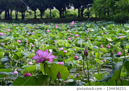 在行田市古蓮花村的水鳥池塘中，古老的蓮花競相綻放。 134436251