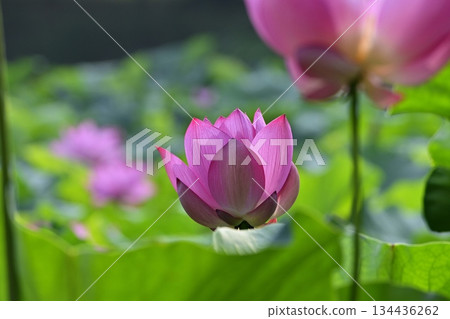Ancient lotus flowers blooming in the pond of waterfowl in the Ancient Lotus Village in Gyoda City 134436262