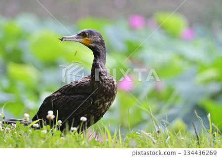 A cormorant came to the waterfowl pond where ancient lotus flowers bloom in the ancient lotus village in Gyoda City 134436269