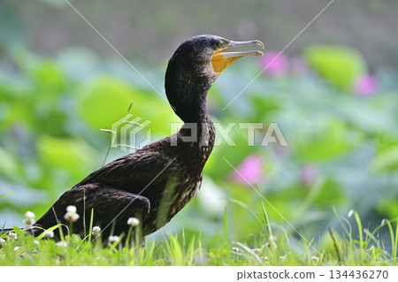 A cormorant came to the waterfowl pond where ancient lotus flowers bloom in the ancient lotus village in Gyoda City 134436270