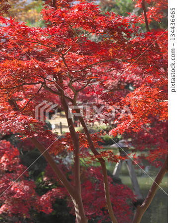 The bright red autumn leaves of Arisugawa Park. Natural scenery (November 2025) The bright red autumn leaves of Arisugawa Park. Natural scenery (November 2025) 134436465