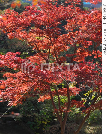 有棲川公園的秋葉一片火紅。自然風光（2025年11月） 134436467