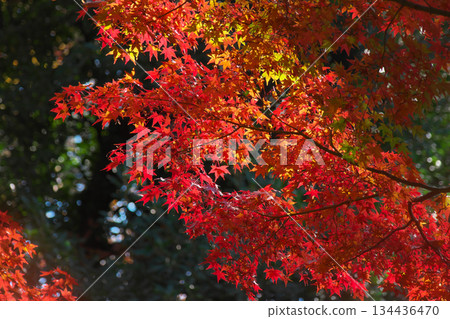 The bright red autumn leaves of Arisugawa Park. Natural scenery (November 2025) The bright red autumn leaves of Arisugawa Park. Natural scenery (November 2025) 134436470