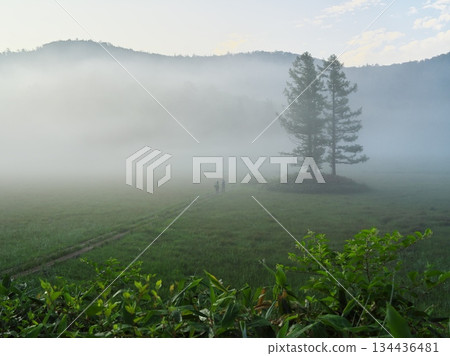Oe Wetland in Ozenuma, a quiet summer shrouded in morning mist Oe Wetland in Ozenuma, a quiet summer shrouded in morning mist 134436481