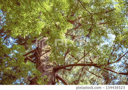 Fresh green maple Fresh green maple 134436523