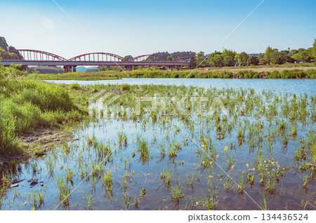 茨城縣：春天的中川橋（白裡町） 134436524