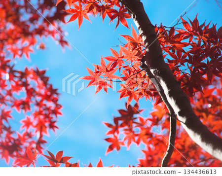 藍天映襯著有棲川公園的秋葉。自然風光（2025年11月） 134436613