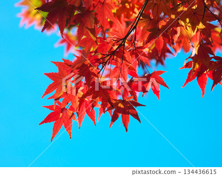Autumn leaves at Arisugawa Park against a blue sky. Natural scenery (November 2025) Autumn leaves at Arisugawa Park against a blue sky. Natural scenery (November 2025) 134436615