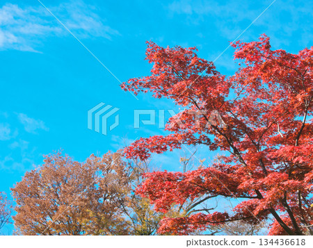 Autumn leaves at Arisugawa Park against a blue sky. Natural scenery (November 2025) Autumn leaves at Arisugawa Park against a blue sky. Natural scenery (November 2025) 134436618