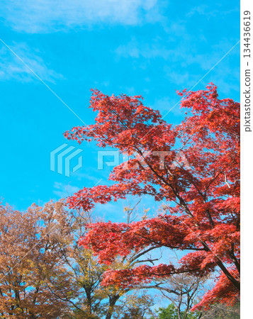 Autumn leaves at Arisugawa Park against a blue sky. Natural scenery (November 2025) 134436619