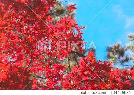 Autumn leaves at Arisugawa Park against a blue sky. Natural scenery (November 2025) 134436625