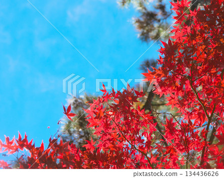 Autumn leaves at Arisugawa Park against a blue sky. Natural scenery (November 2025) Autumn leaves at Arisugawa Park against a blue sky. Natural scenery (November 2025) 134436626