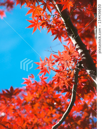 Autumn leaves at Arisugawa Park against a blue sky. Natural scenery (November 2025) Autumn leaves at Arisugawa Park against a blue sky. Natural scenery (November 2025) 134436630