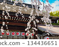 Beautiful Sakigake cherry blossoms at Hirano Shrine, Kyoto (Kita Ward, Kyoto City, Kyoto Prefecture) 134436651