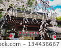 Beautiful Sakigake cherry blossoms at Hirano Shrine, Kyoto (Kita Ward, Kyoto City, Kyoto Prefecture) 134436667