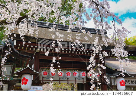 Beautiful Sakigake cherry blossoms at Hirano Shrine, Kyoto (Kita Ward, Kyoto City, Kyoto Prefecture) 134436667