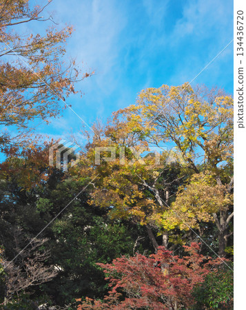 Autumn leaves at Arisugawa Park against a blue sky. Natural scenery (November 2025) Autumn leaves at Arisugawa Park against a blue sky. Natural scenery (November 2025) 134436720