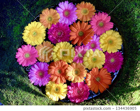 十二月花水盆(苔蘚覆蓋的水盆中裝飾著五彩繽紛的非洲菊)(愛知縣岡崎市菅尾神宮) 十二月花水盆(苔蘚覆蓋的水盆中裝飾著五彩繽紛的非洲菊)(愛知縣岡崎市菅尾神宮) 134436905