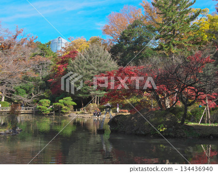Autumn leaves at Arisugawa Park against a blue sky. Natural scenery (November 2025) Autumn leaves at Arisugawa Park against a blue sky. Natural scenery (November 2025) 134436940