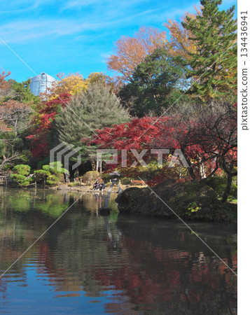 Autumn leaves at Arisugawa Park against a blue sky. Natural scenery (November 2025) Autumn leaves at Arisugawa Park against a blue sky. Natural scenery (November 2025) 134436941