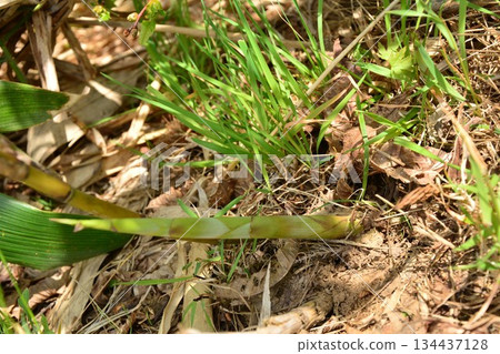 Nemari garitake Nemari garitake 134437128