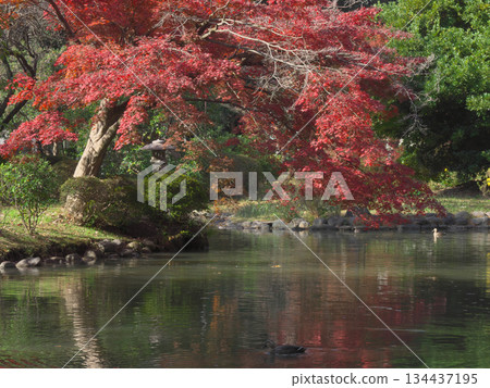 Beautiful autumn leaves at Arisugawa Memorial Park. Natural scenery (November 2025) 134437195