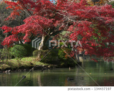 有棲川紀念公園美麗的秋葉。自然風光(2025年11月) 有棲川紀念公園美麗的秋葉。自然風光(2025年11月) 134437197