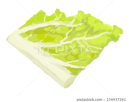 切碎的白菜（很多葉子）示意圖 134437261