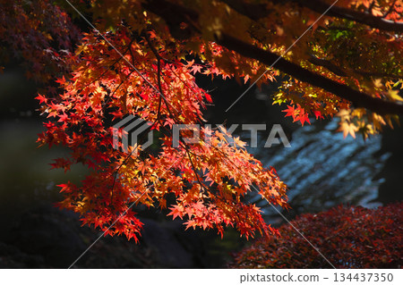 Beautiful autumn leaves and streams at Arisugawa Memorial Park. Natural scenery (November 2025) Beautiful autumn leaves and streams at Arisugawa Memorial Park. Natural scenery (November 2025) 134437350