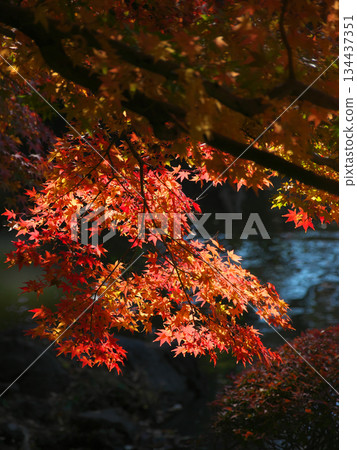 Beautiful autumn leaves and streams at Arisugawa Memorial Park. Natural scenery (November 2025) Beautiful autumn leaves and streams at Arisugawa Memorial Park. Natural scenery (November 2025) 134437351