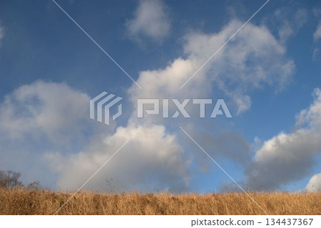 Winter withered grass and sky Winter withered grass and sky 134437367