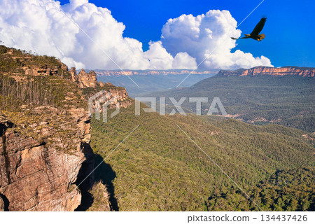 Blue Mountains National Park eucalyptus forest landscape Blue Mountains National Park eucalyptus forest landscape 134437426