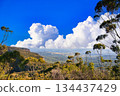 Blue Mountains National Park eucalyptus forest landscape 134437429