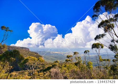 Blue Mountains National Park eucalyptus forest landscape Blue Mountains National Park eucalyptus forest landscape 134437429
