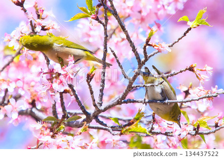 A Japanese white-eye playing with Kawazuzakura cherry blossoms A Japanese white-eye playing with Kawazuzakura cherry blossoms 134437522