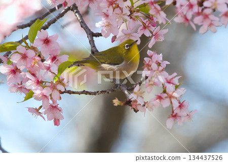 Bigeye came to Sakura Kawazu Bigeye came to Sakura Kawazu 134437526