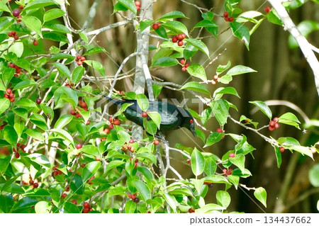 hummingbird sitting on the tree 134437662