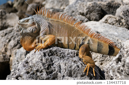 Exotic reptile animal. Wildlife fauna. Wild iguana lizard. Iguana lizard on the stone. Exotic iguana reptile. Tropical reptile Exotic reptile animal. Wildlife fauna. Wild iguana lizard. Iguana lizard on the stone. Exotic iguana reptile. Tropical reptile 134437718