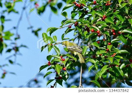bird on tree with green leaves 134437842