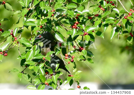 bird on tree in the garden 134437908