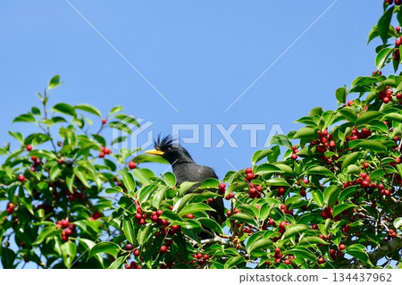 birds on tree in garden 134437962